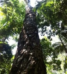 WET TROPICS TOUR GUIDES