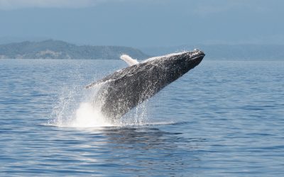 Top Destinations for Whale Watching in Australia